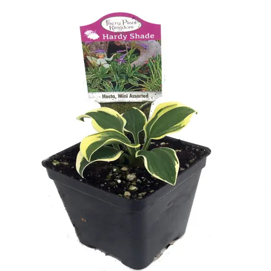 World's Smallest Hosta - Fairy Garden/Perennial Bedding Plant - 2.5" Pot {1}
