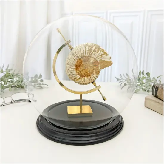 Plymor 7.5" x 8.5" Glass Display Dome Globe Cloche (Black Wood Veneer Base) {3}