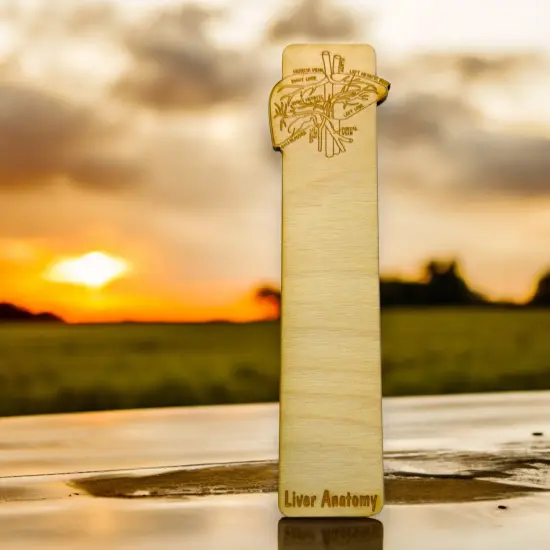 Bookmark - Liver Anatomy - Birch wood {2}