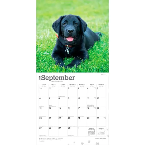 Black Labrador Retriever Puppies | 2026 12 x 24 Inch (Hanging) Monthly Square Wall Calendar | Plastic-Free {4}