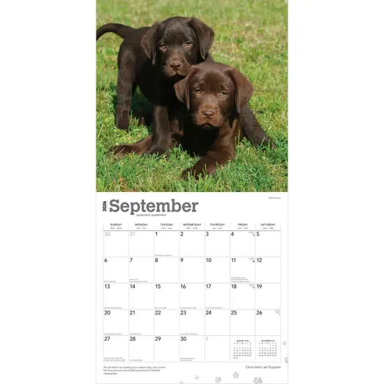 Chocolate Labrador Retriever Puppies | 2026 12 x 24 Inch (Hanging) Monthly Square Wall Calendar | Plastic-Free {4}