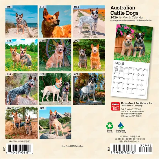 Australian Cattle Dogs | 2026 7 x 14 Inch (Hanging) Monthly Mini Wall Calendar {2}