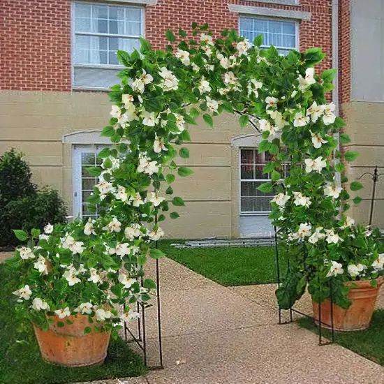 2 Pcs Artificial Hanging Bougainvillea - White {3}