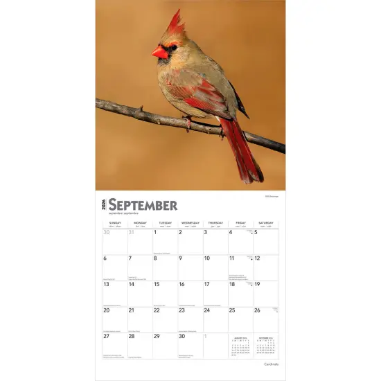 Cardinals | 2026 12 x 24 Inch (Hanging) Monthly Square Wall Calendar | Plastic-Free {4}