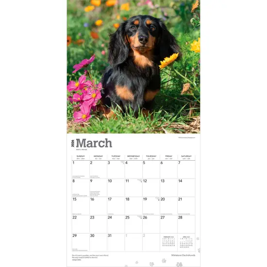 Miniature Dachshunds | 2026 12 x 24 Inch (Hanging) Monthly Square Wall Calendar | Plastic-Free {3}