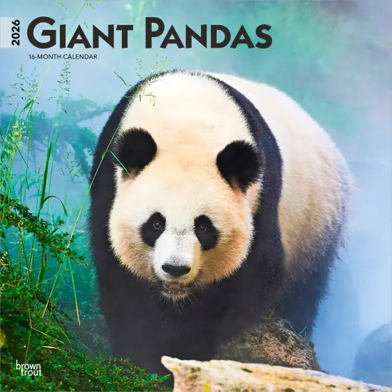 Giant Pandas | 2026 12 x 24 Inch (Hanging) Monthly Square Wall Calendar | Plastic-Free {1}