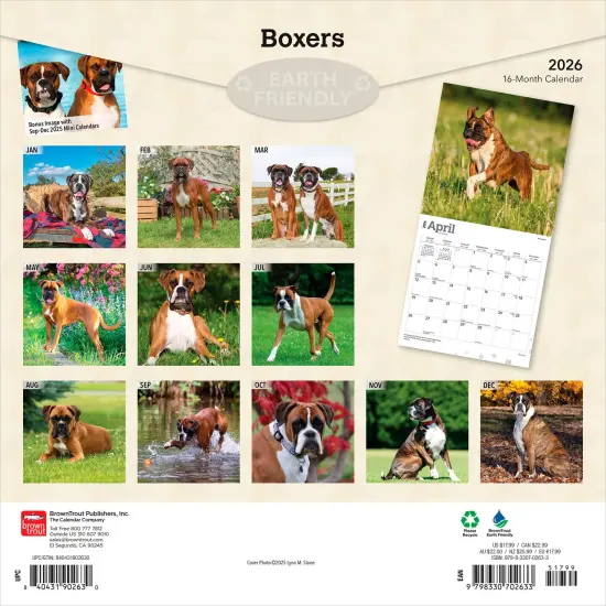Boxers International Edition | 2026 12 x 24 Inch (Hanging) Monthly Square Wall Calendar | Plastic-Free {2}