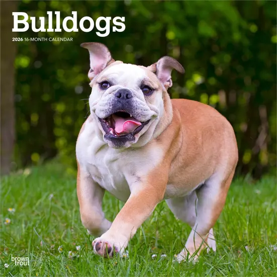 Bulldogs | 2026 12 x 24 Inch (Hanging) Monthly Square Wall Calendar | Plastic-Free {1}