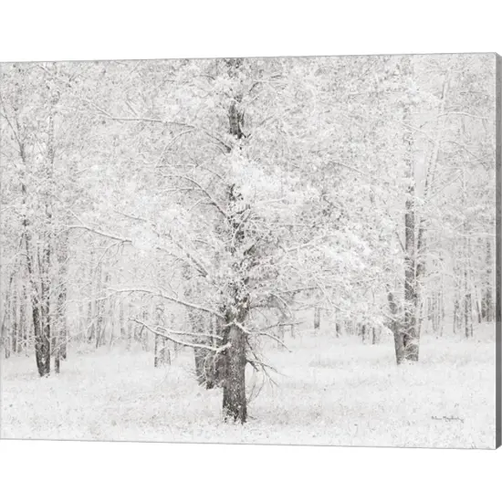 Snow Covered Cottonwood Trees by Alan Majchrowicz 20" x 16" Canvas Wall Art {1}