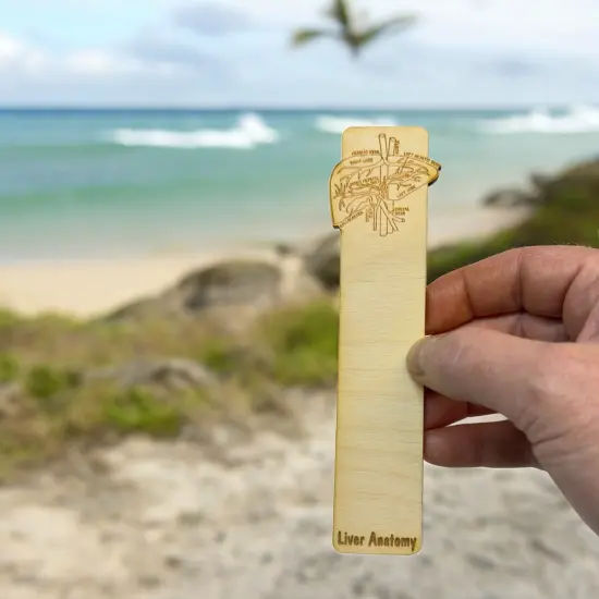 Bookmark - Liver Anatomy - Birch wood {6}