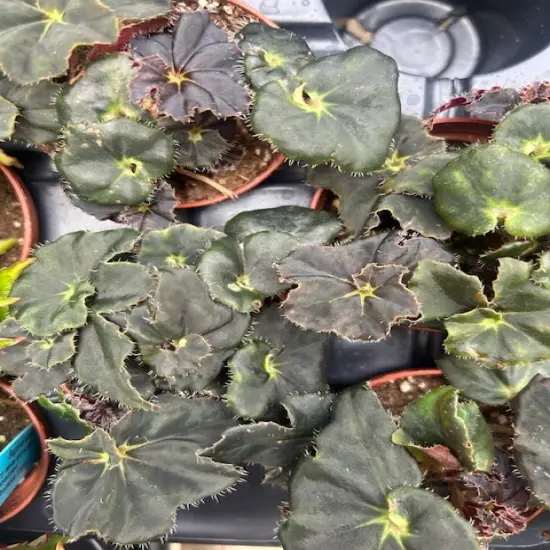 Bethlehem Star Heirloom Begonia Plant-2.5" Pot-Terrarium/Fairy Garden/Houseplant {5}