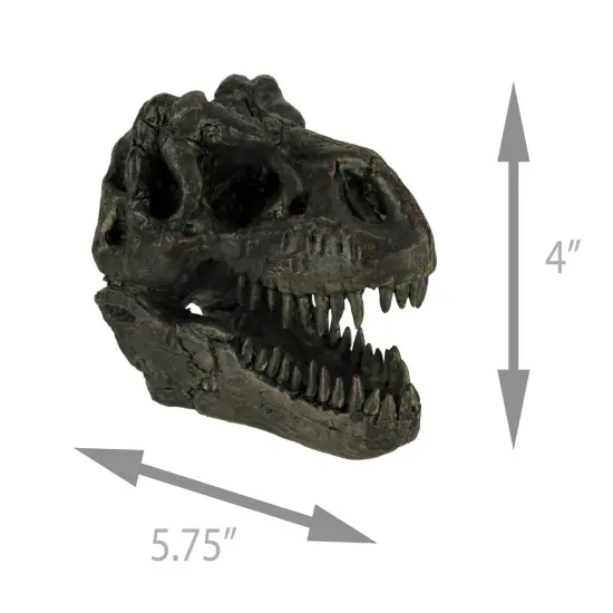 Tyrannosaurus Rex Dinosaur Head Fossil Statue Small {5}