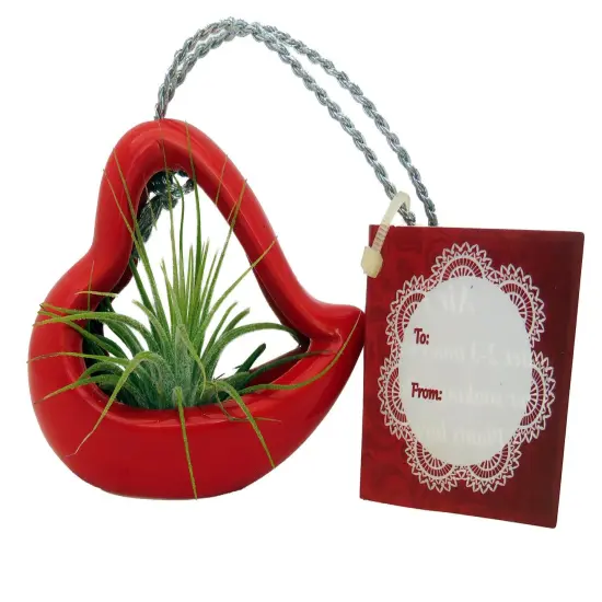 Hanging Red Heart Valentine Ceramic Pot with Live Air Plant - Tillandsia {1}