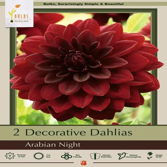 Arabian Night Decorative Dahlia - 2 Root Clumps - Crimson Red {1}