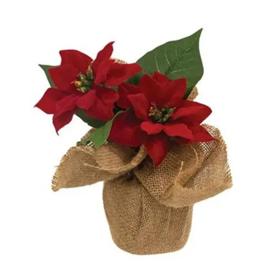 Christmas Poinsettias In Burlap Base {1}