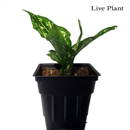 Variegated Snowflake Chinese Evergreen Plant - Aglaonema - Low Light - 2.5" Pot {2}