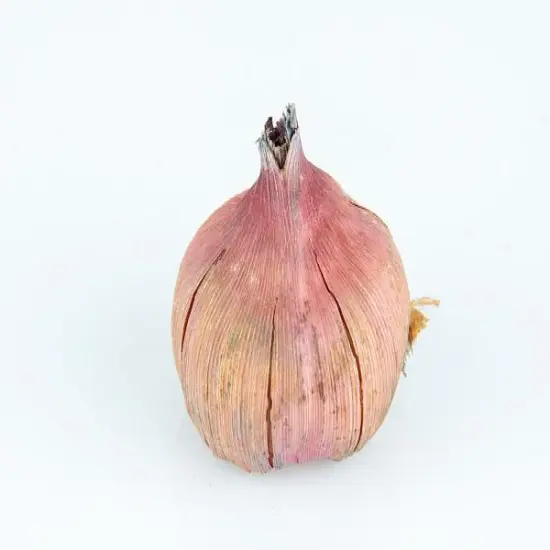 Tom Glamini Gladiolus 10 Bulbs - NEW! - Petite - 10/12 cm - Burgundy/Red {4}