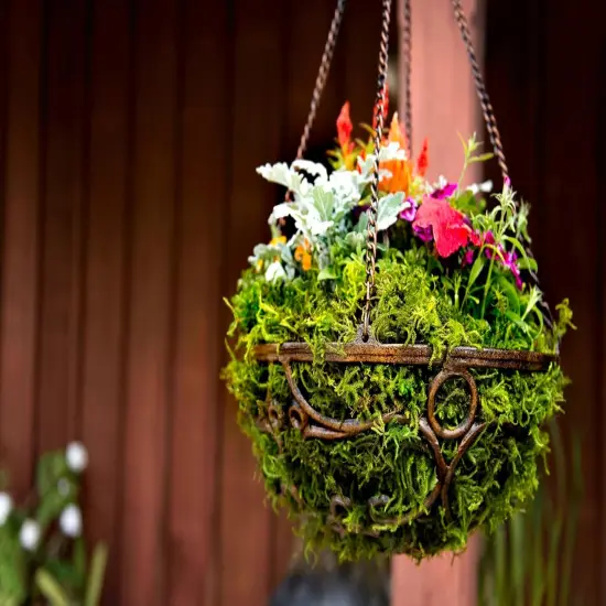 Forest Moss Preserved, Fresh Green {5}