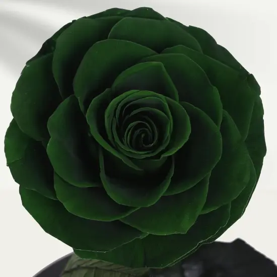 Handmade Preserved Roses in Glass Dome, Long lasting Green Roses Real, Flowers for Women {5}