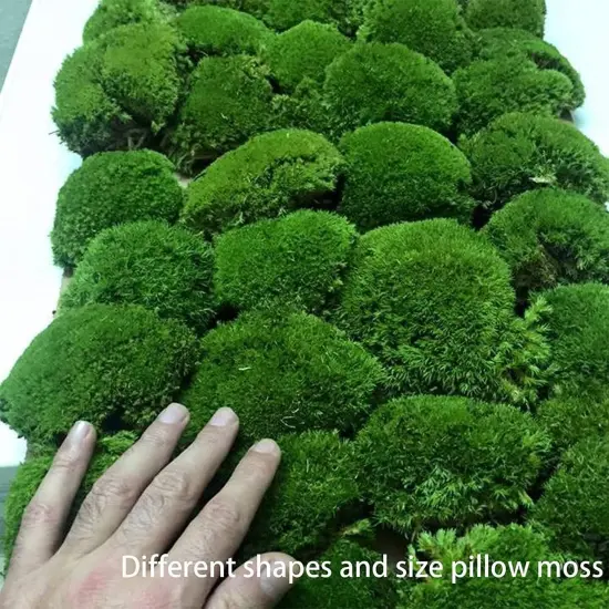 Preserved Pole Moss Pillow Bun Cushion Natural Green Decorative Real Natural Green DIY Kit Terrariums Gardenning Art Wall Decor Florist Decor Easter Table Wedding {5}