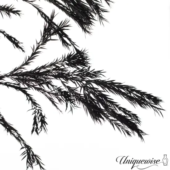 Uniquewise Preserved Real Floral Stems Chic Vase Fillers & Accents for Bouquets Centerpieces & Ornamental Displays Ideal for Home Office Boutique Cafe Resto Bar and Event Decor Black m. bracteata {2}