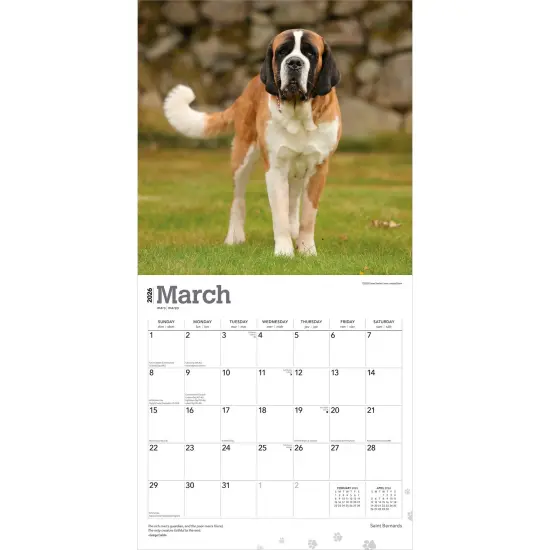 Saint Bernards | 2026 12 x 24 Inch (Hanging) Monthly Square Wall Calendar | Plastic-Free {3}