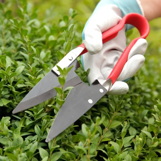 Spear & Jackson Razorsharp Compact Topiary Shears for Garden Topiary and Bonsai Care, Ergonomic Lightweight Precision Pruning Shears {4}