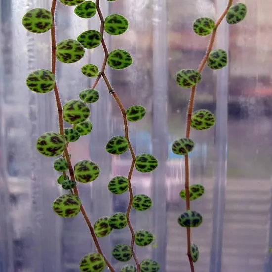 String of Hearts/Turtles/Peace Sign/Cross - Peperomia prostrata- 2.5" Pot {7}