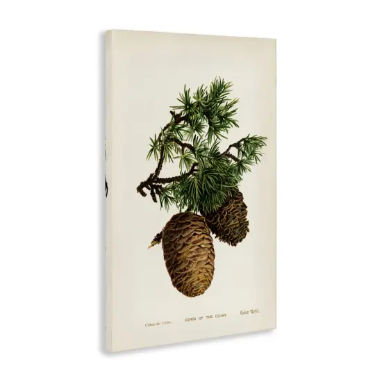 Stupell Industries Cedar Tree Pinecones Canvas Wall Art Design by Tina Higgins Designs, Inc. {3}