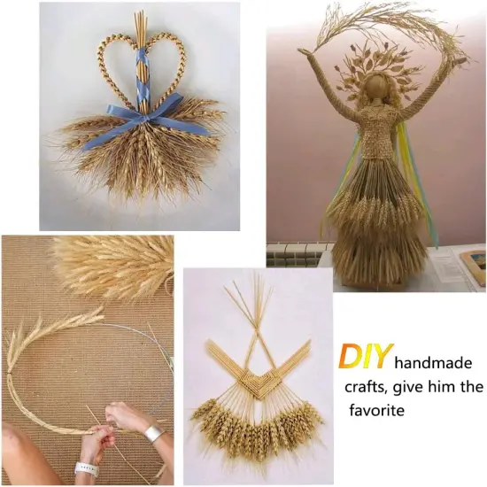 100 Pcs Dried Wheat Sheaves Bundle Golden Natural Wheat {2}