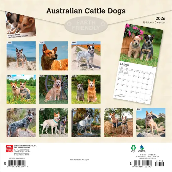 Australian Cattle Dogs | 2026 12 x 24 Inch (Hanging) Monthly Square Wall Calendar | Plastic-Free {2}