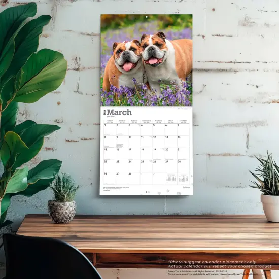 Bulldogs | 2026 12 x 24 Inch (Hanging) Monthly Square Wall Calendar | Plastic-Free {5}