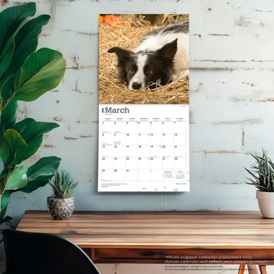 Border Collies | 2026 12 x 24 Inch (Hanging) Monthly Square Wall Calendar | Plastic-Free {5}