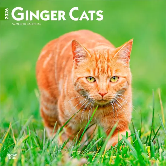Ginger Cats | 2026 12 x 24 Inch (Hanging) Monthly Square Wall Calendar | Plastic-Free {1}
