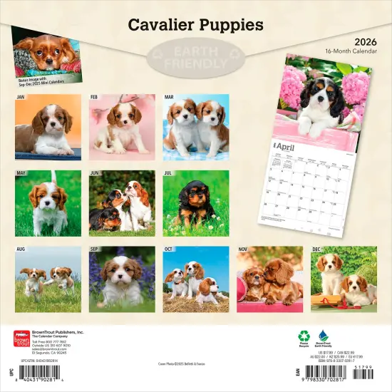 Cavalier King Charles Spaniel Puppies | 2026 12 x 24 Inch (Hanging) Monthly Square Wall Calendar | Plastic-Free {2}