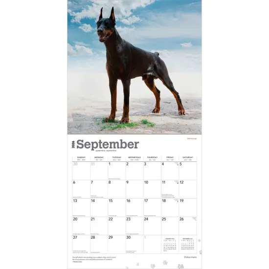 Dobermans | 2026 12 x 24 Inch (Hanging) Monthly Square Wall Calendar | Plastic-Free {4}