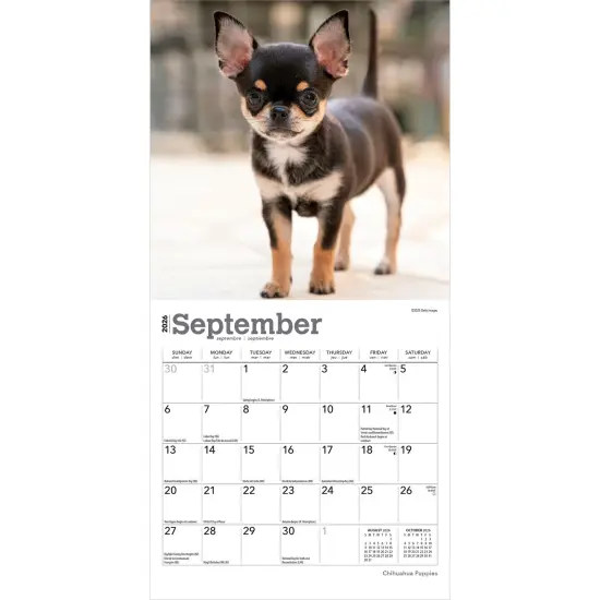 Chihuahua Puppies | 2026 7 x 14 Inch (Hanging) Monthly Mini Wall Calendar {4}