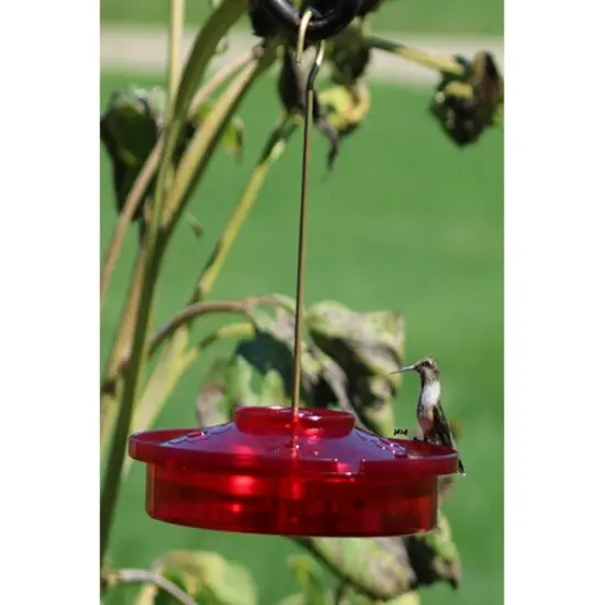 Hummingbird Haven Birdfeeder {2}