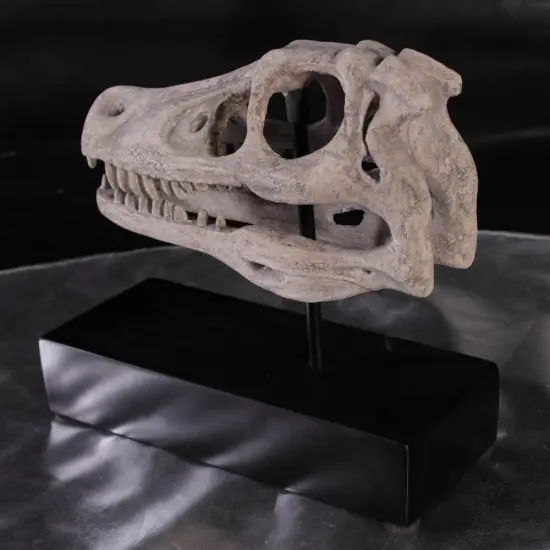 Raptor Dinosaur Skull Life Size Statue {3}