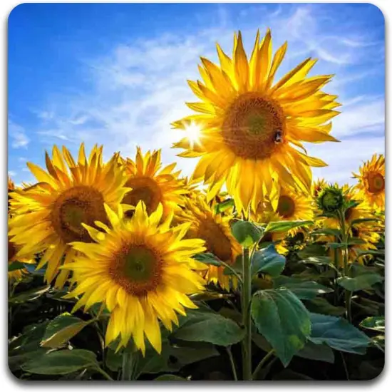 Sunflowers Square Coaster Set {2}