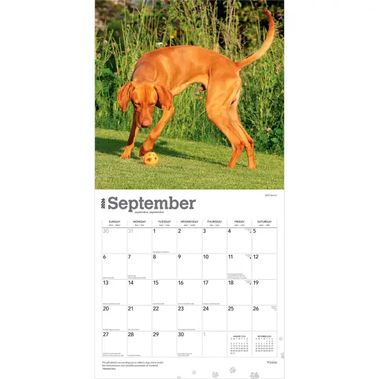 Vizslas | 2026 12 x 24 Inch (Hanging) Monthly Square Wall Calendar | Plastic-Free {4}