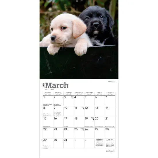 Lab Puppies | 2026 7 x 14 Inch (Hanging) Monthly Mini Wall Calendar {3}
