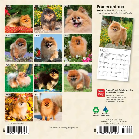 Pomeranians | 2026 7 x 14 Inch (Hanging) Monthly Mini Wall Calendar {2}
