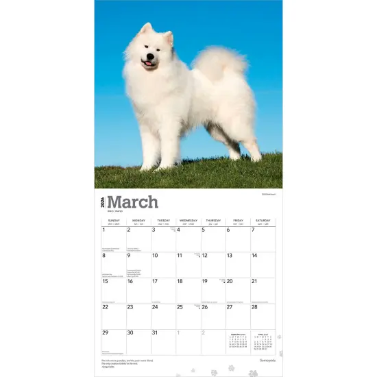 Samoyeds | 2026 12 x 24 Inch (Hanging) Monthly Square Wall Calendar | Plastic-Free {3}