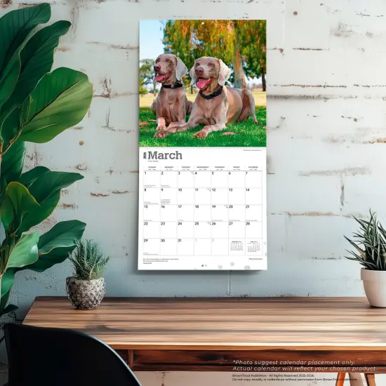 Weimaraners | 2026 12 x 24 Inch (Hanging) Monthly Square Wall Calendar | Plastic-Free {5}