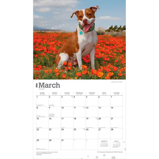 American Pit Bull Terriers | 2026 14 x 24 Inch (Hanging) Monthly Deluxe Wall Calendar | Plastic-Free {3}