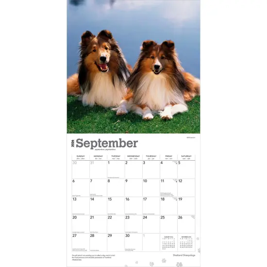 Shetland Sheepdogs | 2026 12 x 24 Inch (Hanging) Monthly Square Wall Calendar | Plastic-Free {4}