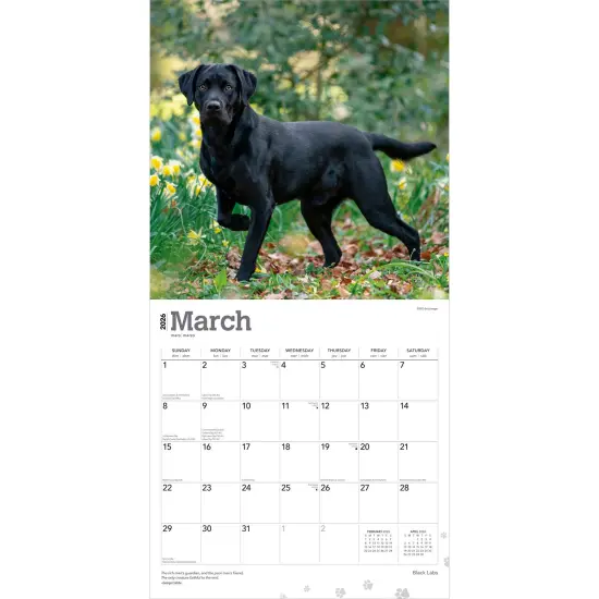 Black Labrador Retrievers | 2026 12 x 24 Inch (Hanging) Monthly Square Wall Calendar | Plastic-Free {3}