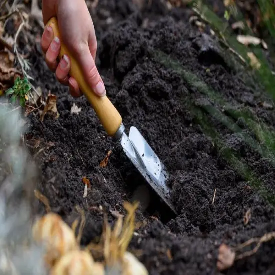 Bombastic Red Double Late Tulip - 7 Bulbs - 12/+ cm Bulbs {4}