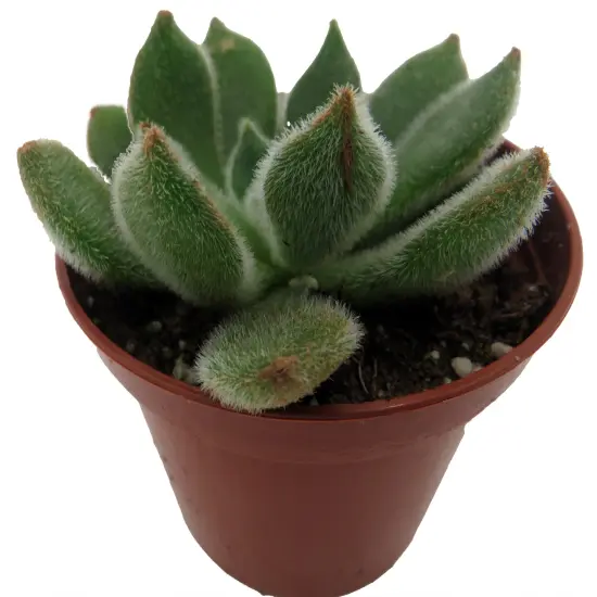 Firecracker Succulent Plant - Echeveria setosa - 2.5" Pot {4}